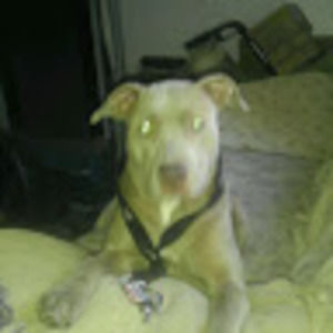 Meet your Posher, Russ